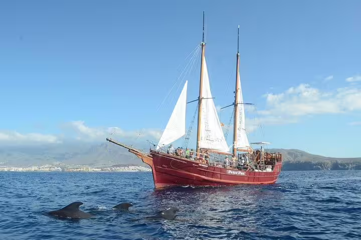 Sailing ship near Los Gigantes cliffs with dolphins swimming, perfect for whale and dolphin watching tours in Tenerife.