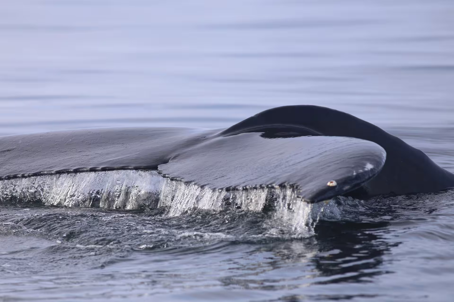 Humpback whale dorsal fin and back surfacing from calm ocean waters near Reykjavik