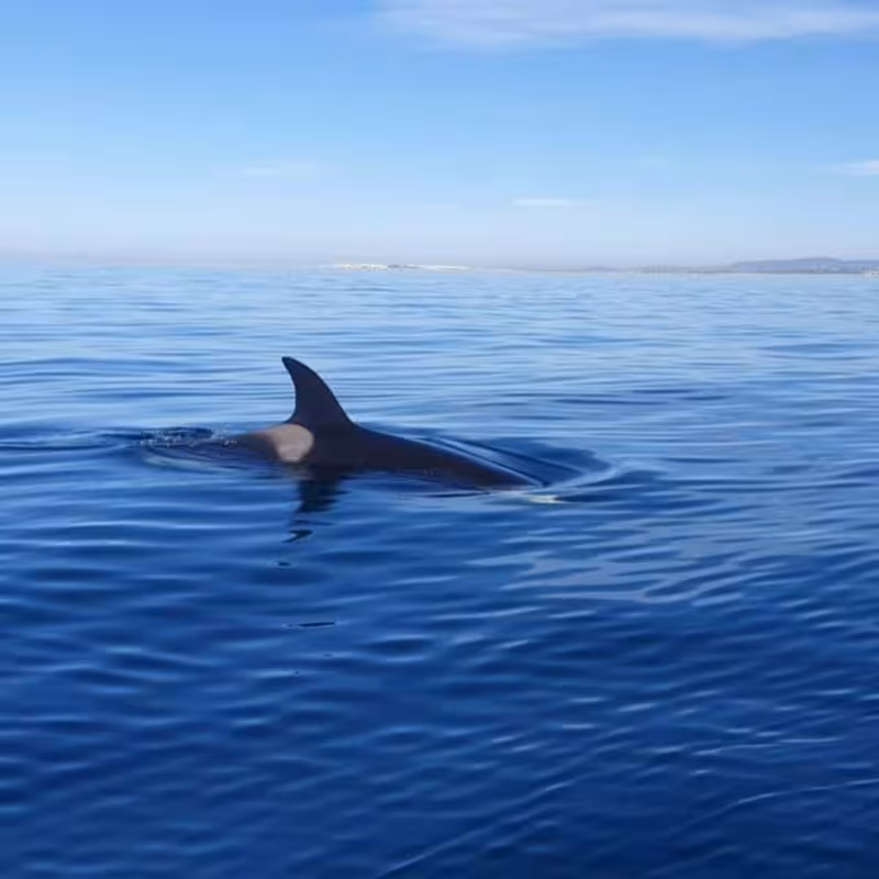 Close-up of a whale fin breaking the surface during a serene whale watching tour.