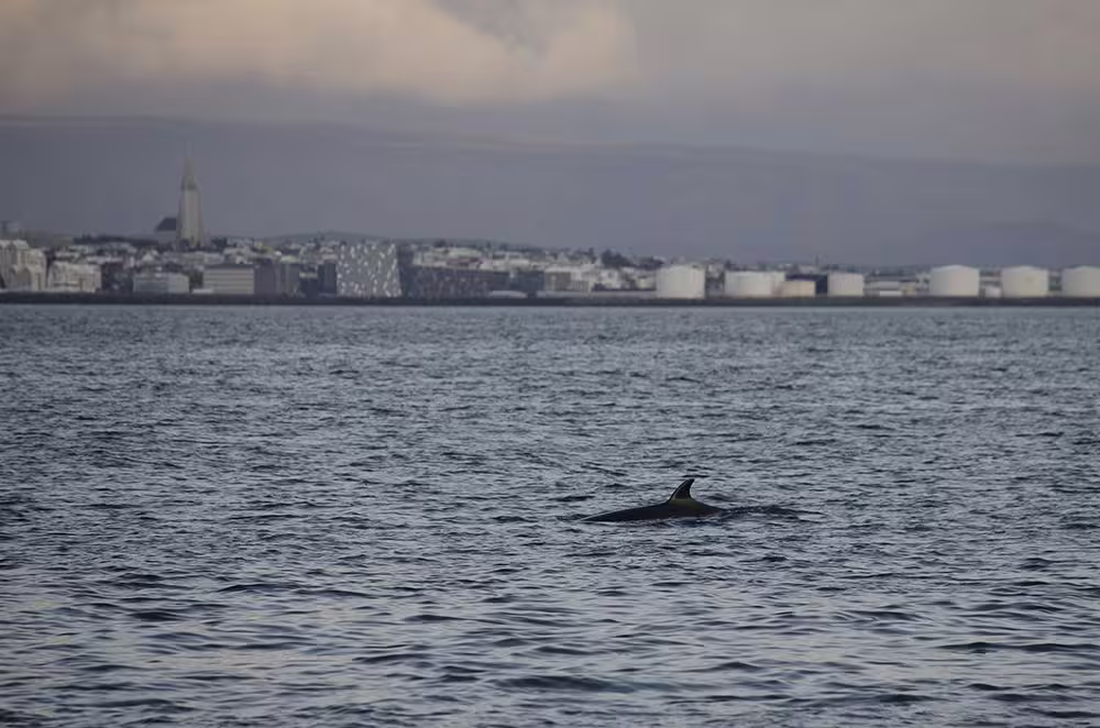 Whale dorsal fin surfacing in Reykjavik harbor waters with city skyline and Hallgrímskirkja in background