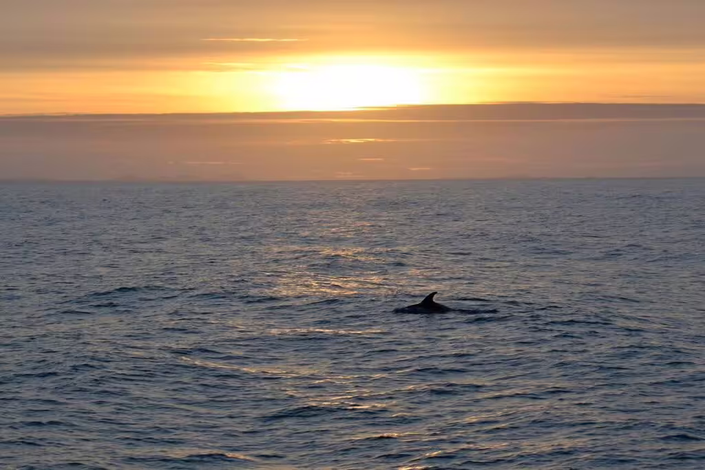 Whale dorsal fin silhouetted against golden sunset over calm ocean waters near Reykjavik