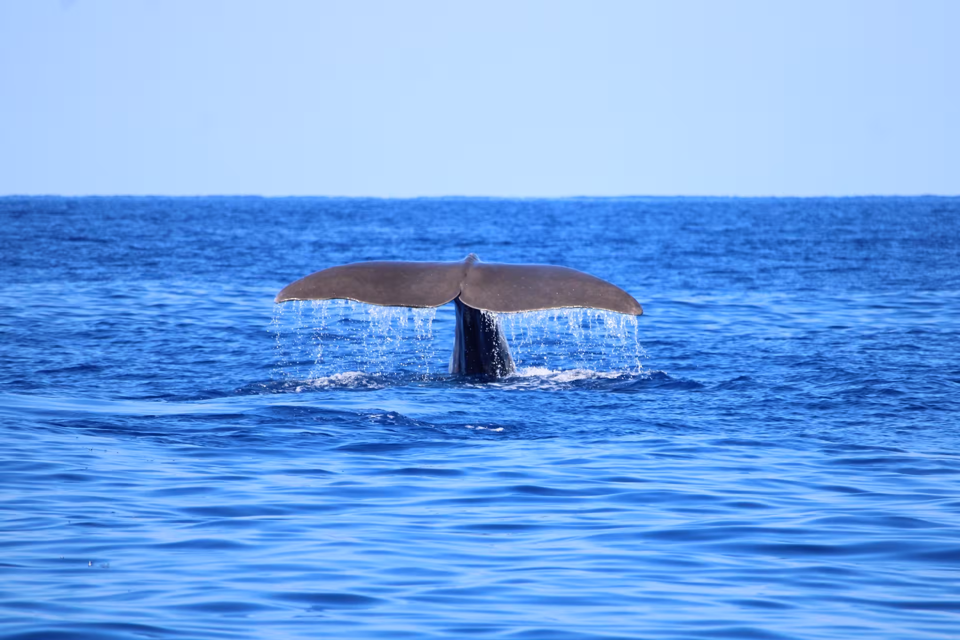 Whale fluke raised above the ocean with cascading water on a half-day whale and dolphin watching excursion
