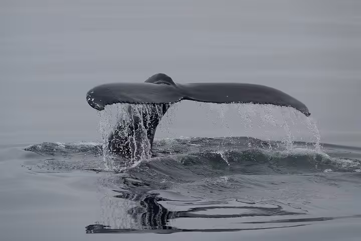 Whale fluke rising above calm Arctic ocean waters during a Reykjavik whale watching tour