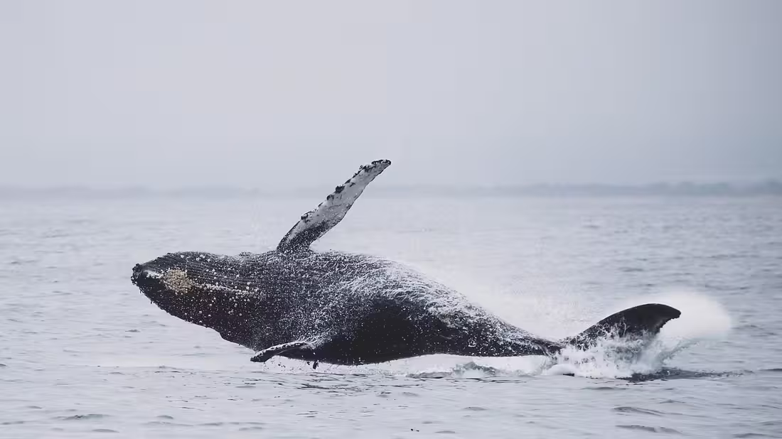 A whale leaping out of the sea