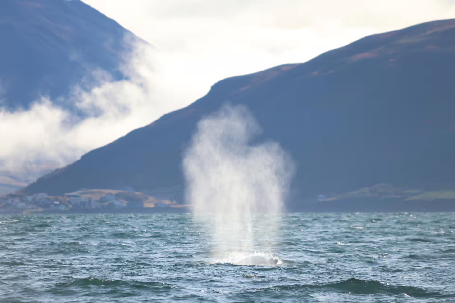 Whale spout rising from Eyjafjord waters with snow-dusted mountains near Akureyri, Iceland