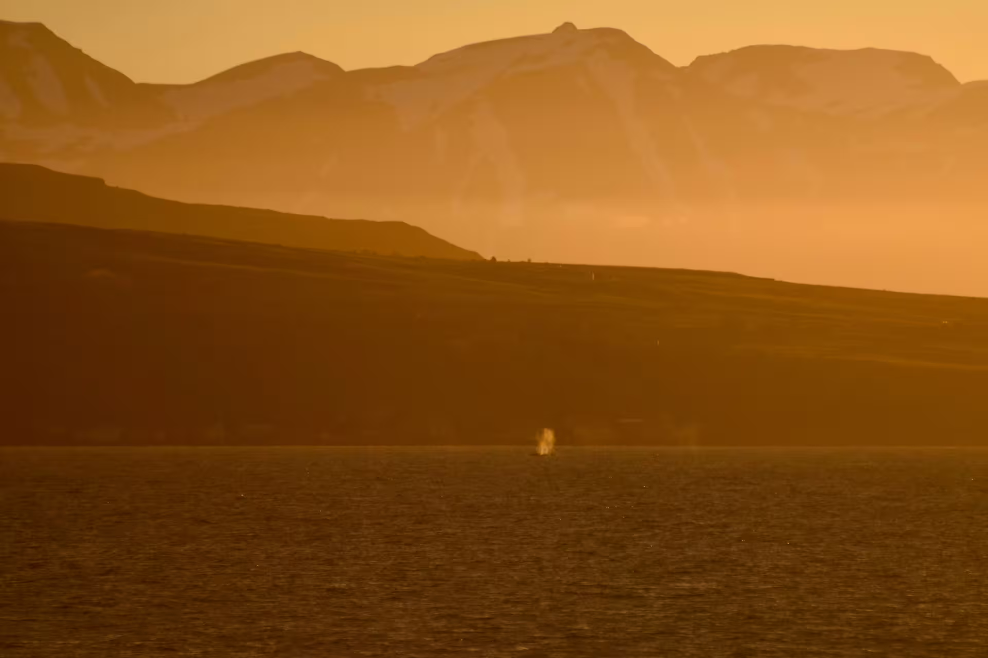 Whale spout in golden midnight sun waters with dramatic mountain silhouettes in Akureyri, Iceland