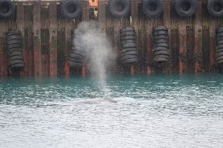Whale surfacing and spouting near a dock with tire bumpers in Reykjavik Bay