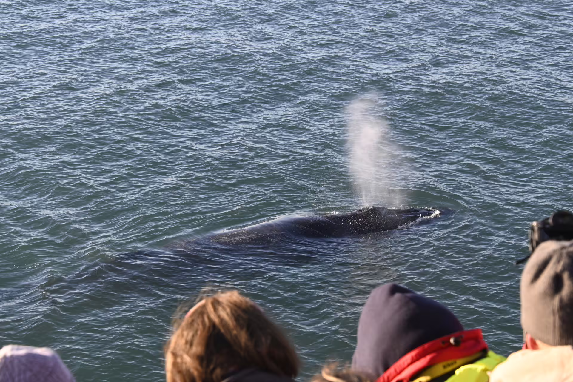 Whale surfacing and spouting water near whale watching boat in Reykjavik Iceland