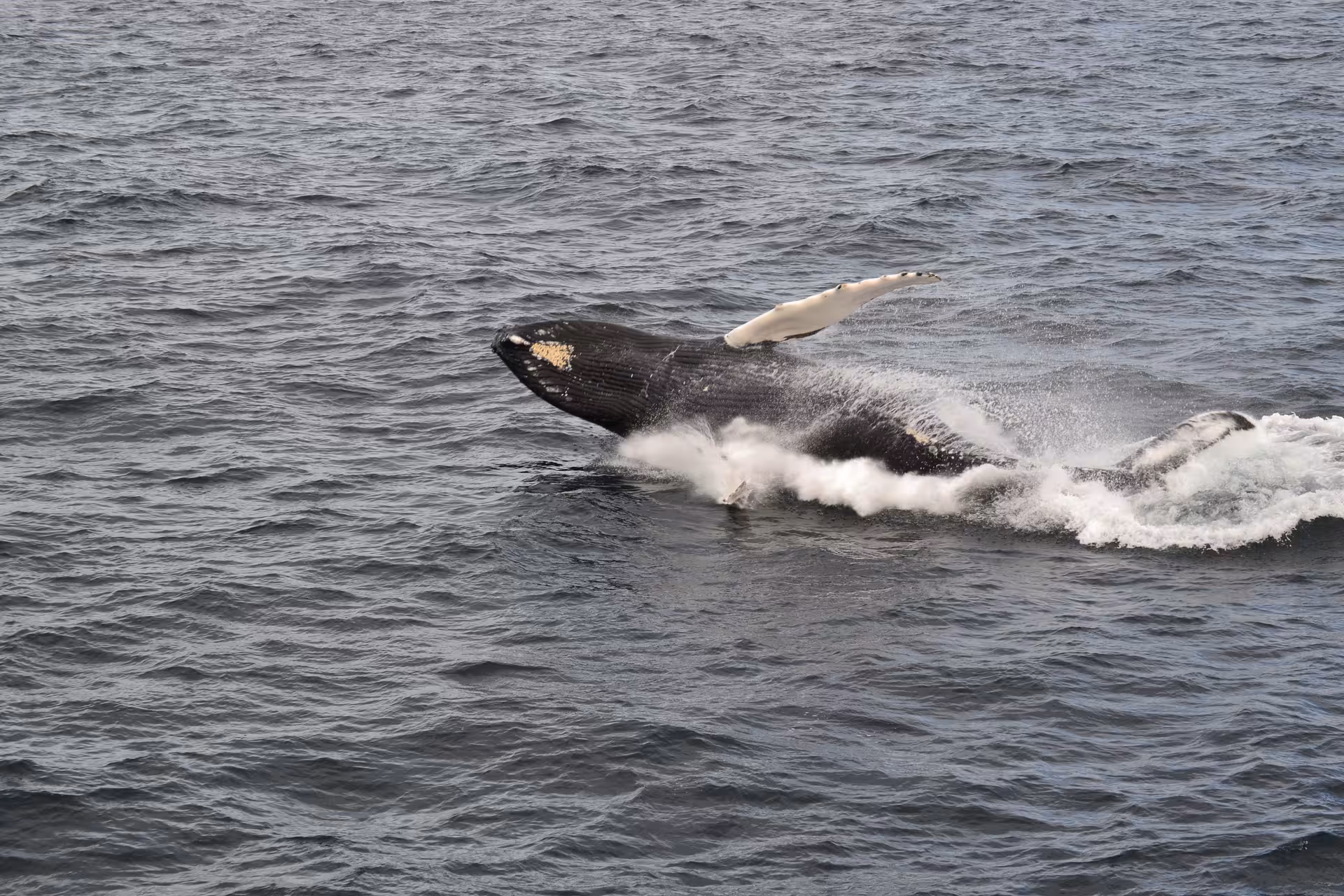 Whale surfacing beside the ocean during a North Iceland whale tour