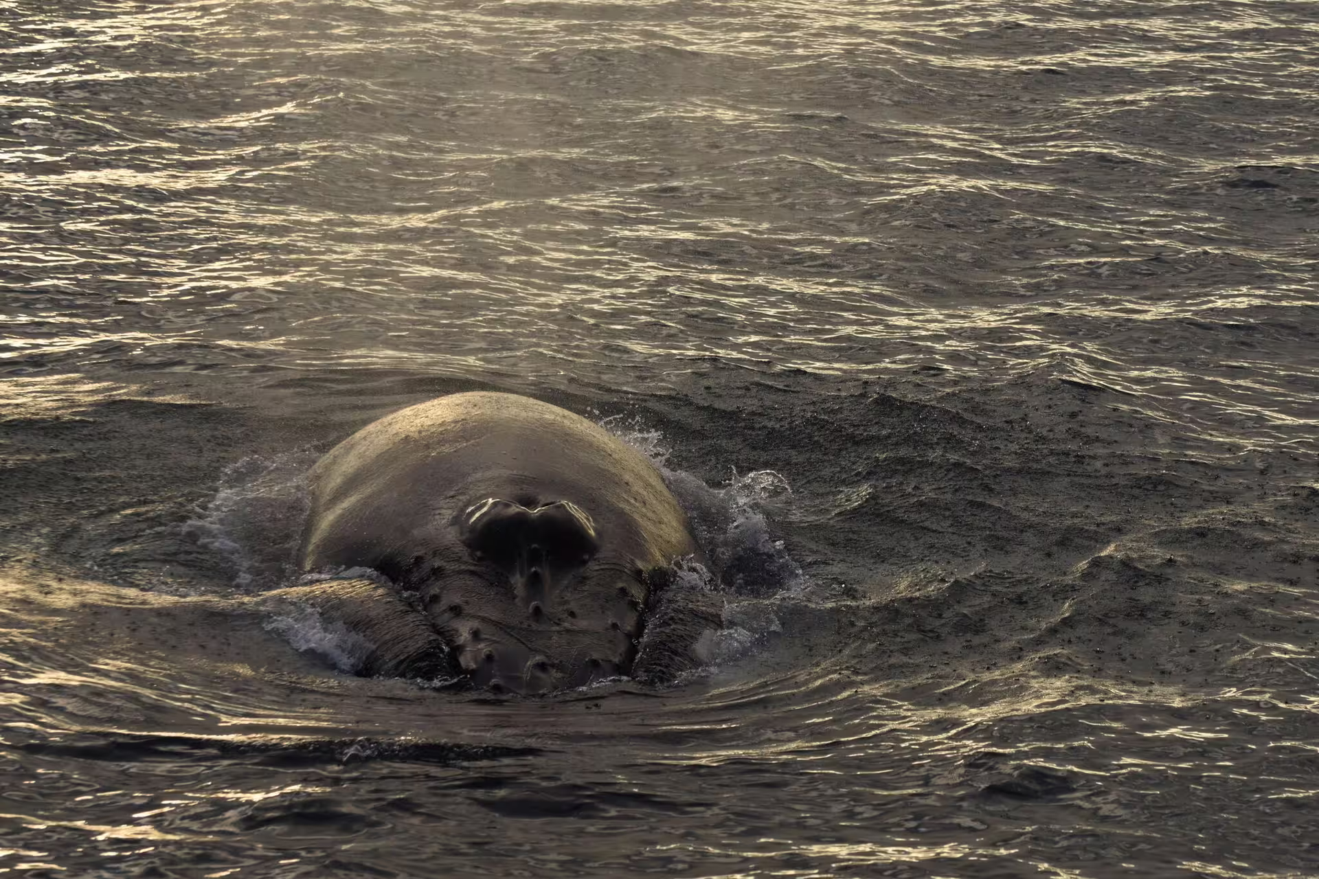 Whale surfacing at golden dusk waters during Akureyri midnight sun whale watching tour