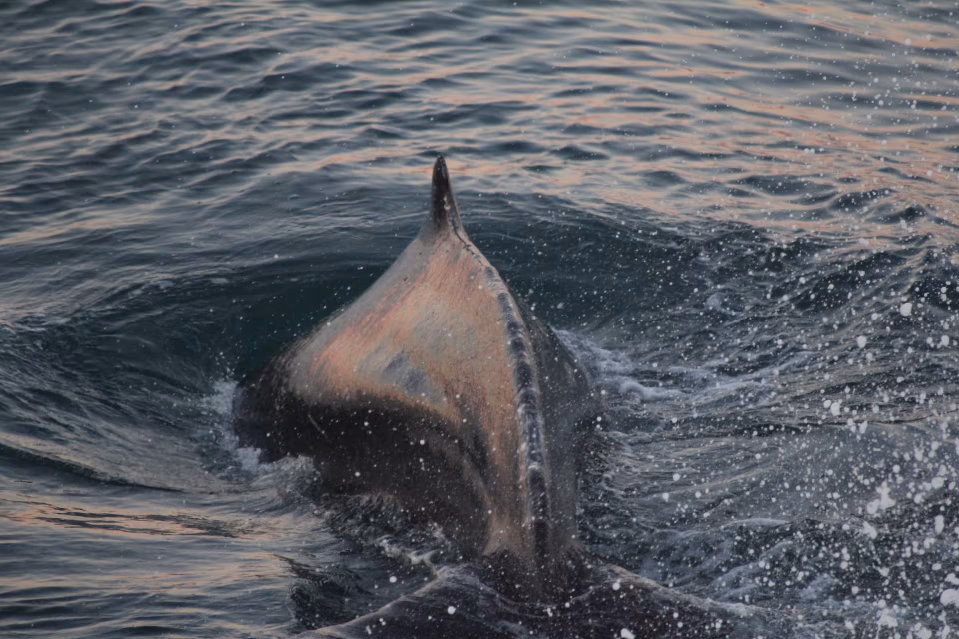 Whale surfacing near a whale watching boat in North Iceland