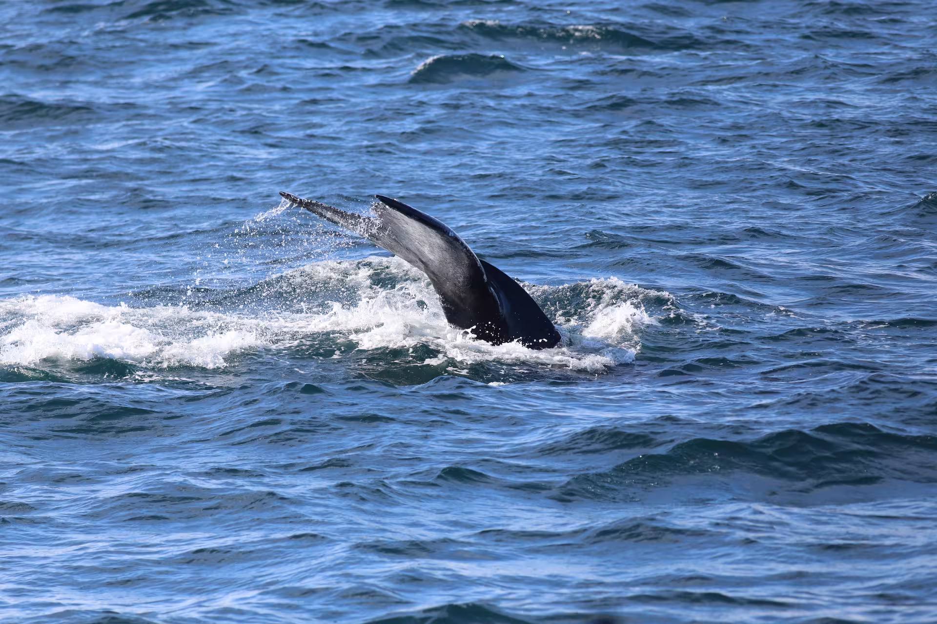 Whale surfacing above the ocean in Eyjafjörður Fjord