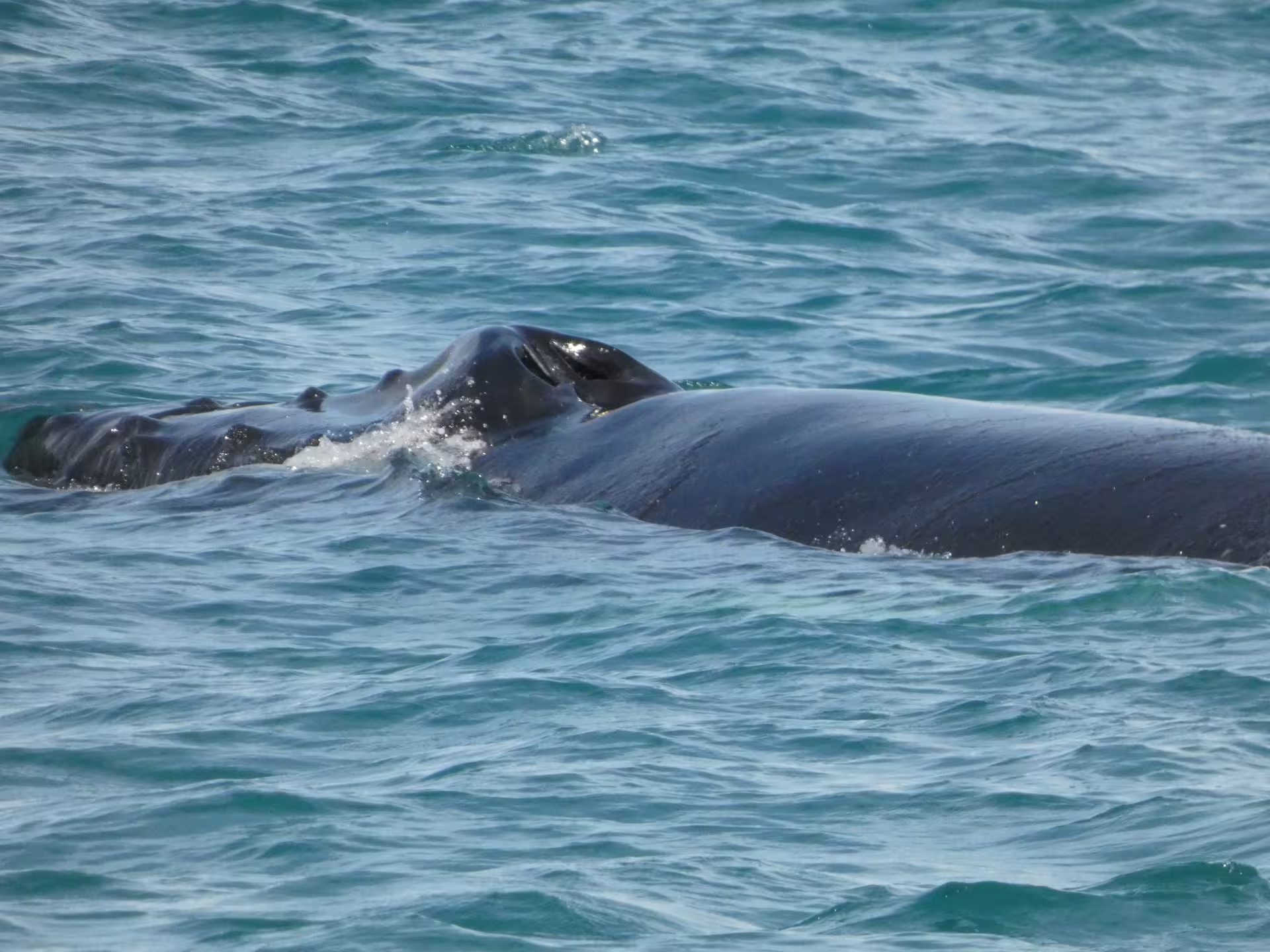 Whale surfacing close up in Faxafloi Bay during whale watching boat tour from Reykjavik