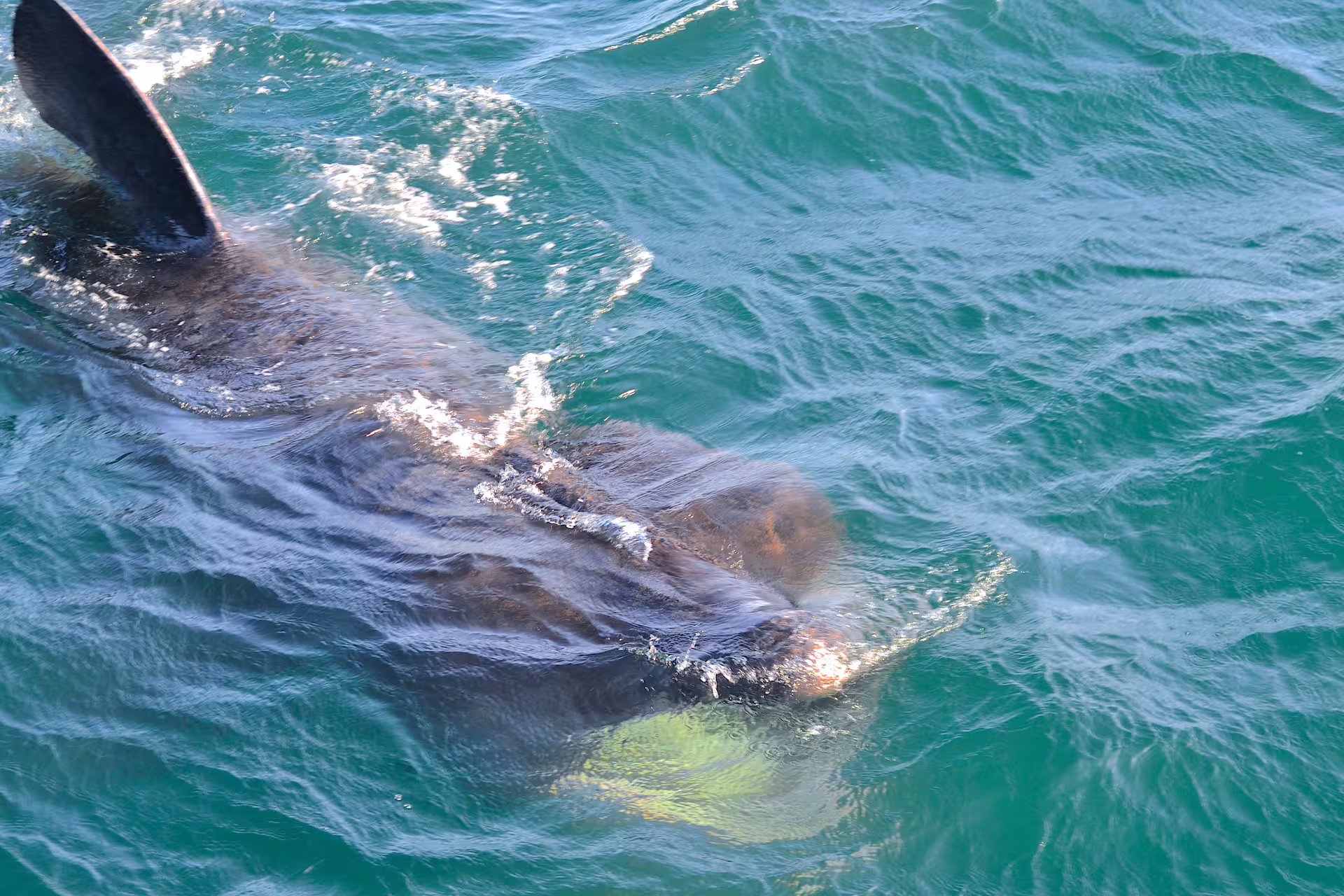 Whale surfacing close to boat in turquoise waters of Faxafloi Bay, Reykjavik