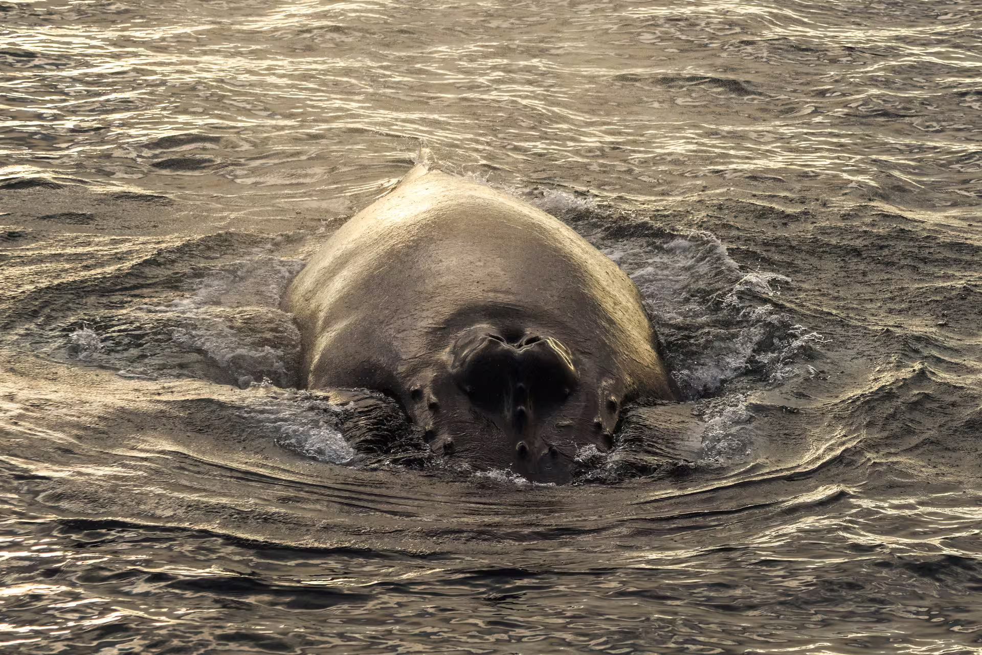 Whale surfacing close-up during midnight sun whale watching tour in Akureyri waters