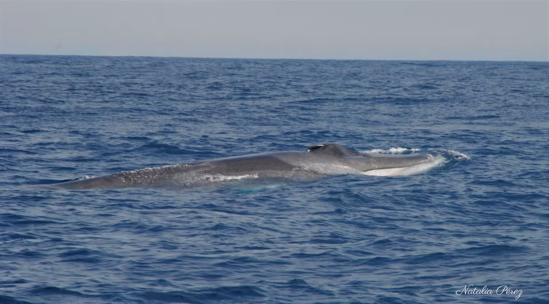 Large whale surfacing in open Atlantic on North Coast whale watching expedition with hotel transportation