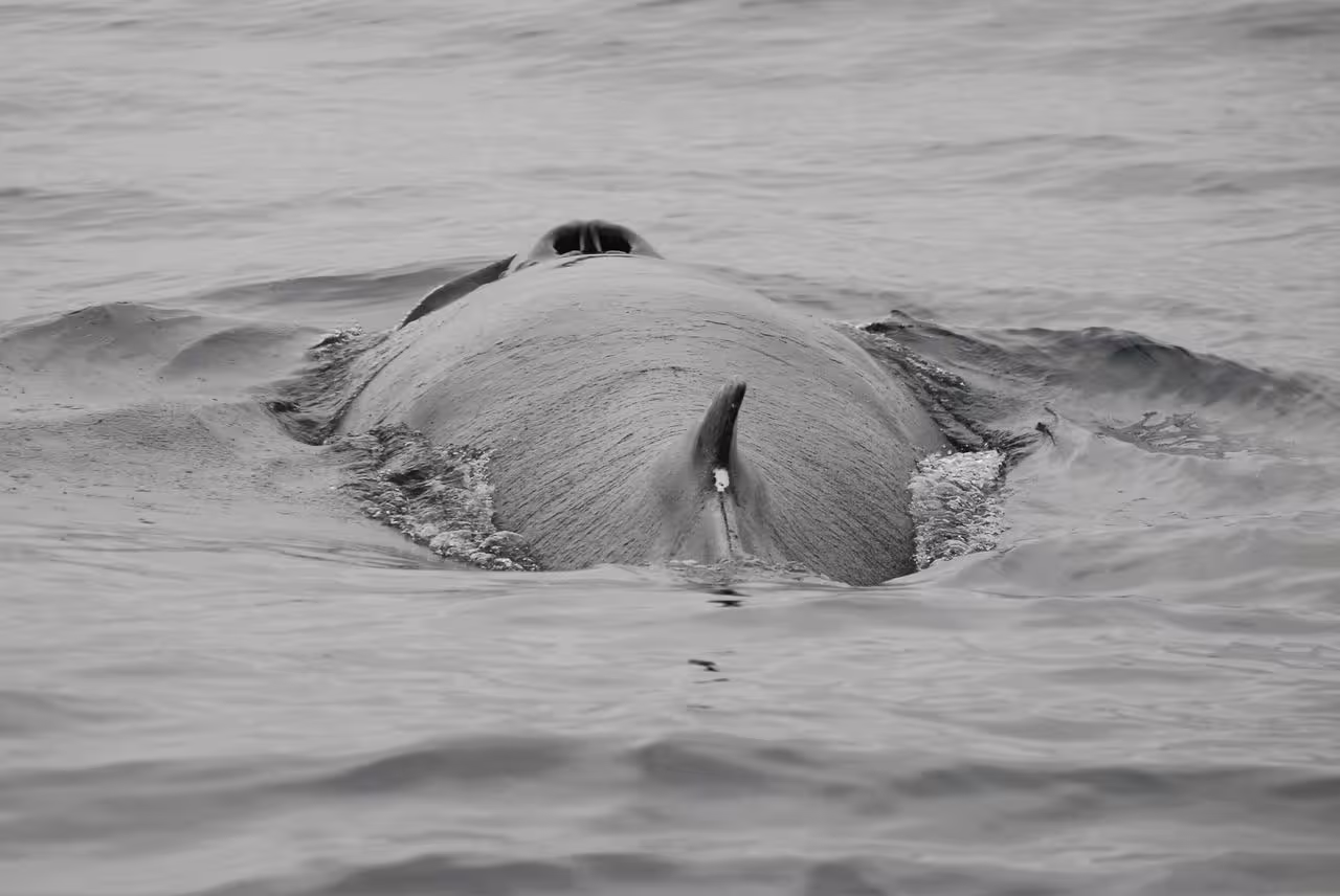 Whale surfacing close-up during whale watching tour near Reykjavik, Iceland