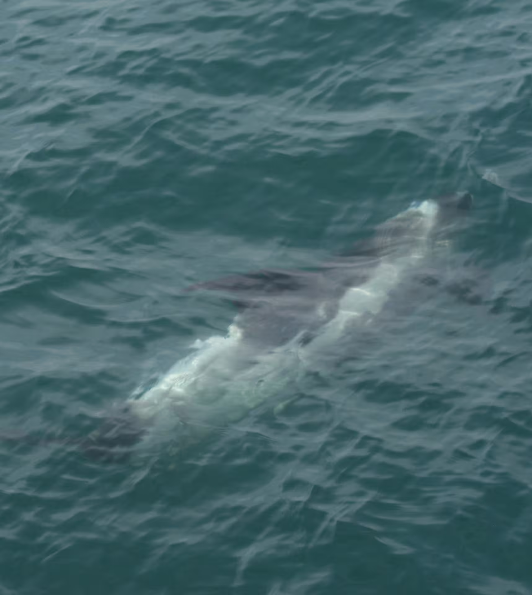 Whale surfacing near water in Reykjavik whale watching tour