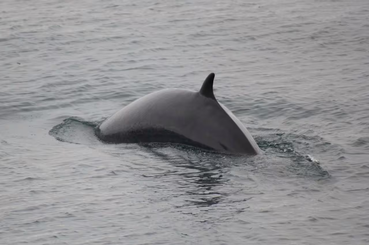 Whale surfacing near Reykjavik during whale watching boat tour in Iceland