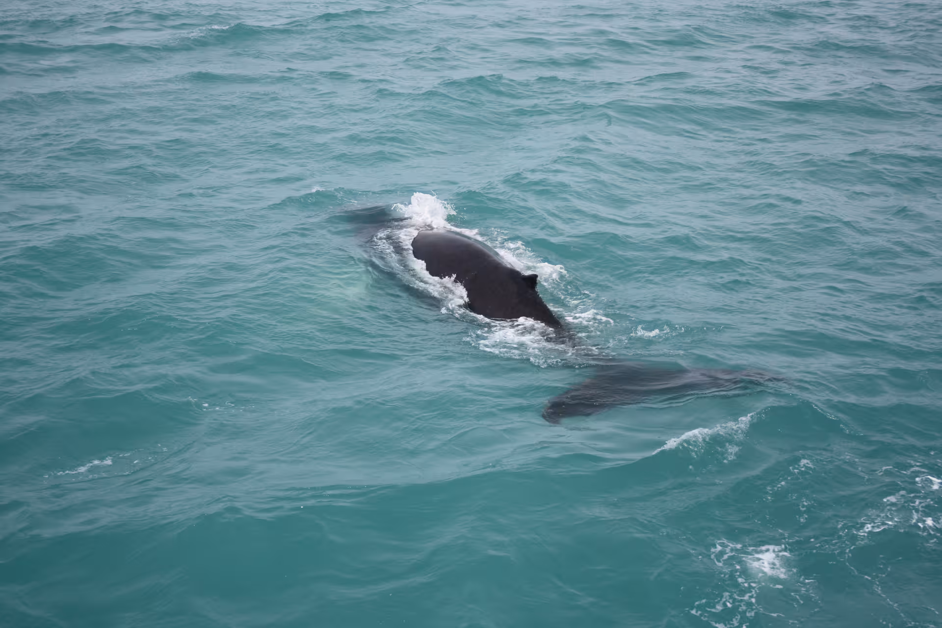 Whale swimming beneath the surface during a whale watching tour in Akureyri