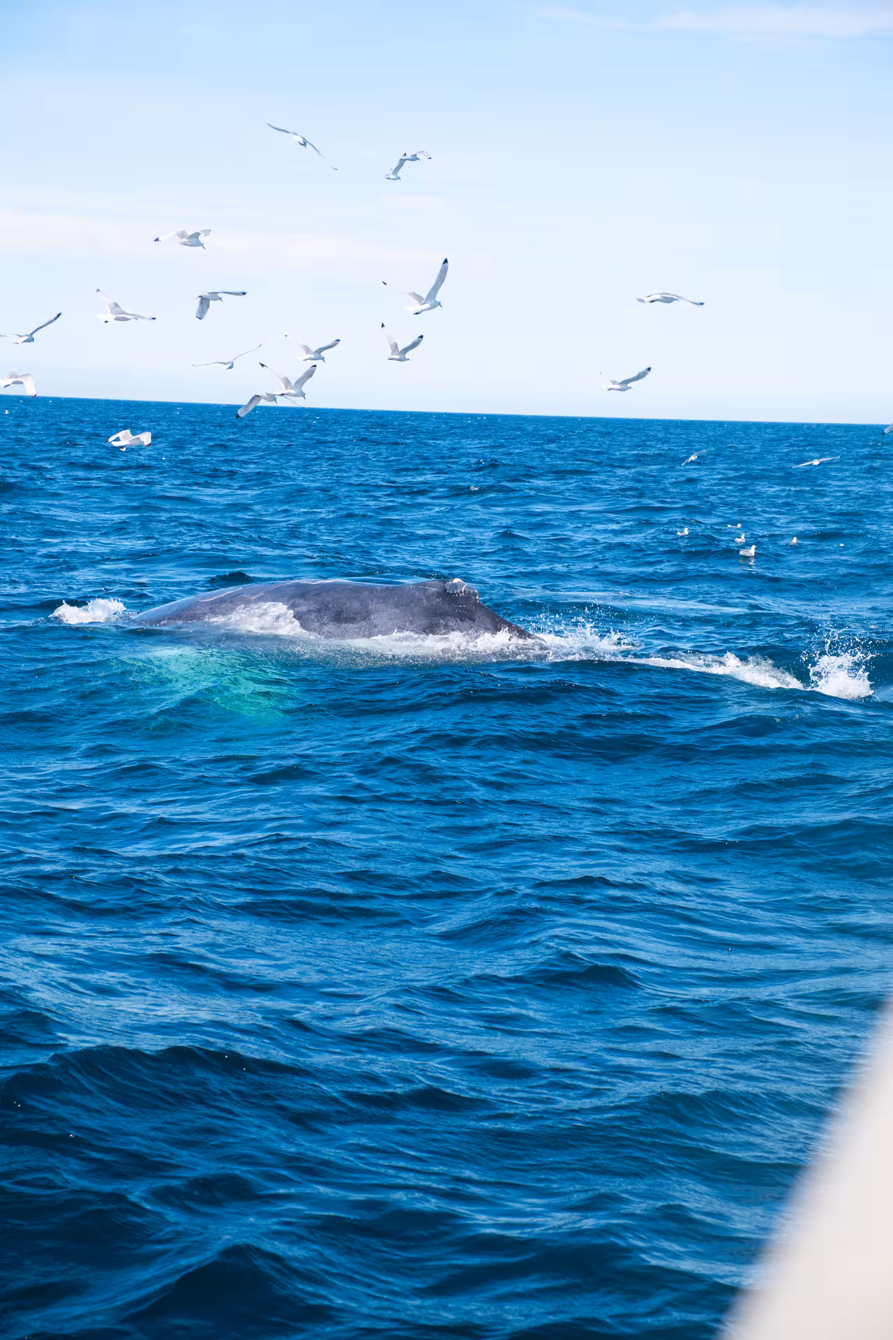 Whale swimming near the ocean surface during a Reykjavík whale tour