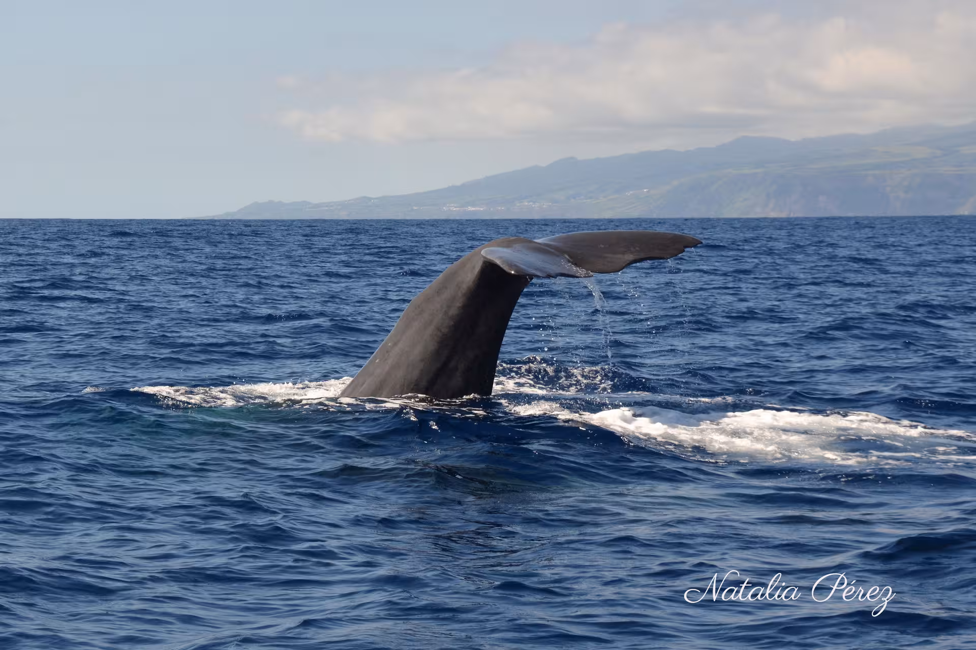 Whale tail fluke rising from the Atlantic near São Miguel, Azores on whale watching and Vila Franca Islet tour