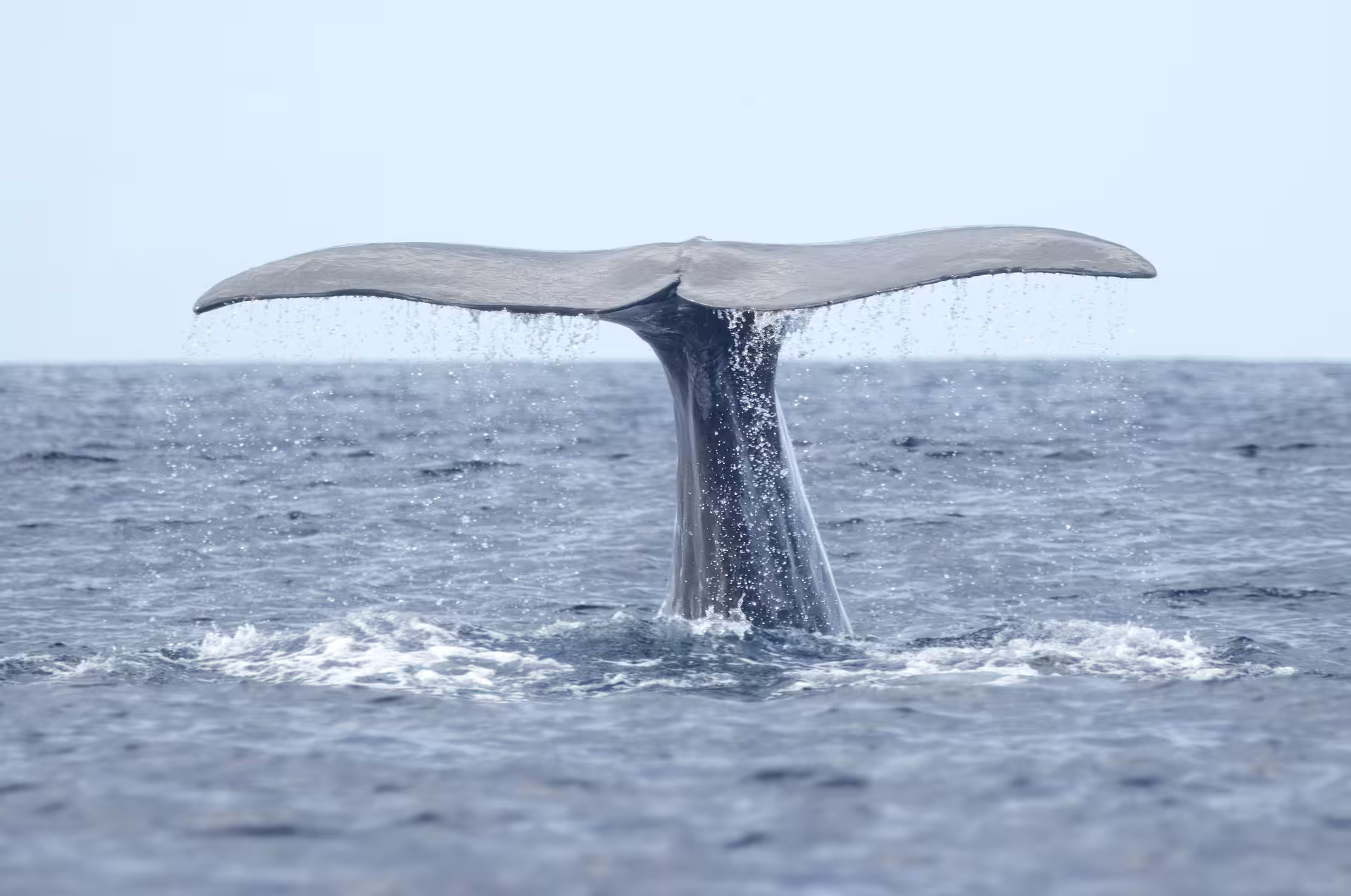 Whale tail diving into the Atlantic Ocean near Caloura during guided Azores whale watching and marine wildlife tour