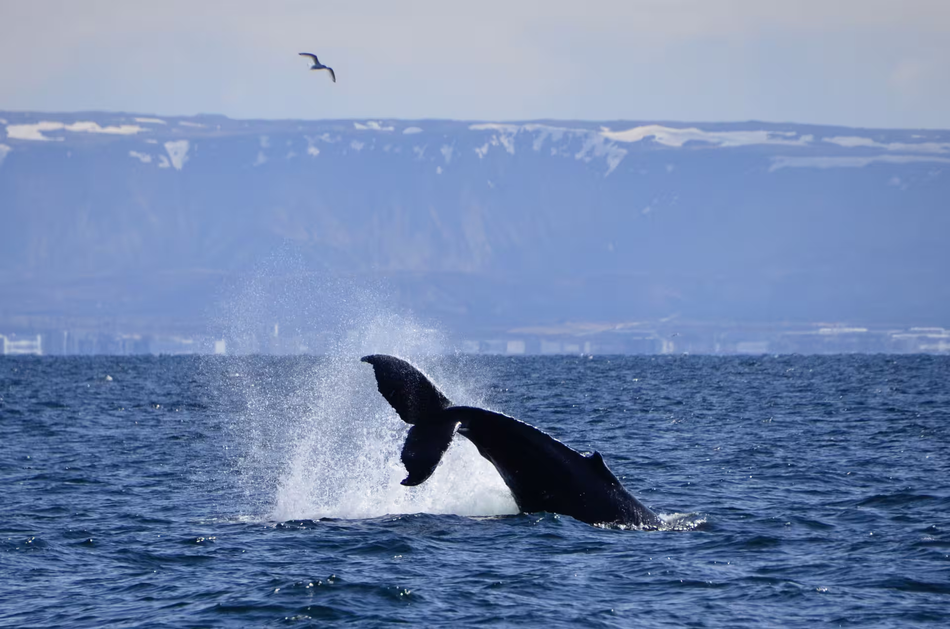 Humpback whale tail fluke breaching ocean surface near Iceland's snowy coastal cliffs during whale watching tour