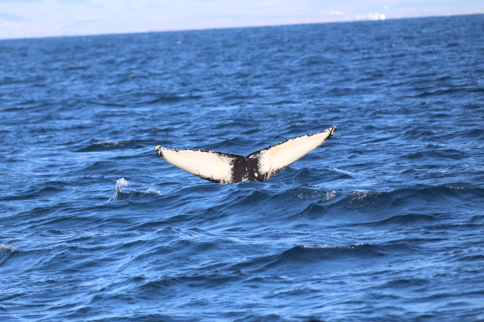 Whale tail diving into the ocean during a whale watching tour in Iceland