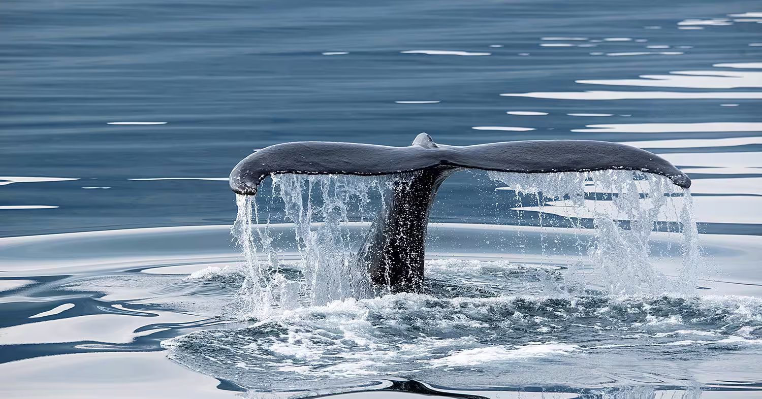 Whale tail fluke emerging from calm blue ocean waters during Iceland guided tour