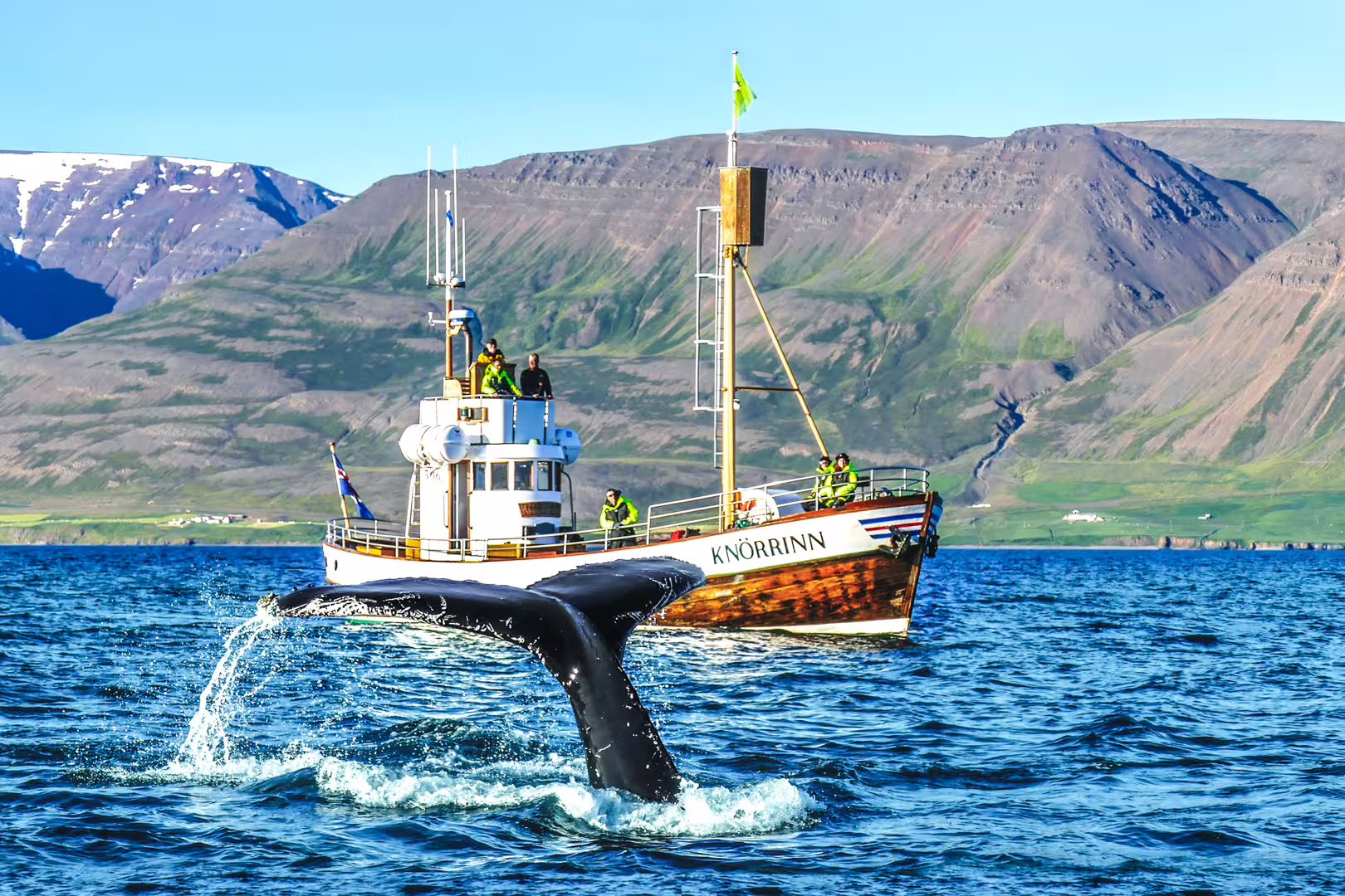 A majestic whale tail emerges near a tour boat in Eyjafjörður, Iceland, with scenic mountains in the background, perfect for whale watching.
