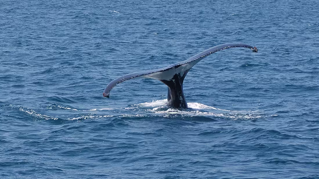 A whale tail peaking out of the sea water