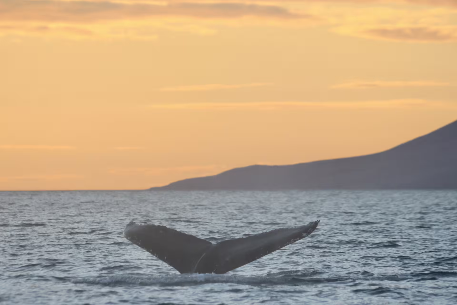 Humpback whale tail fluke rising from ocean at golden sunset near Akureyri, Iceland