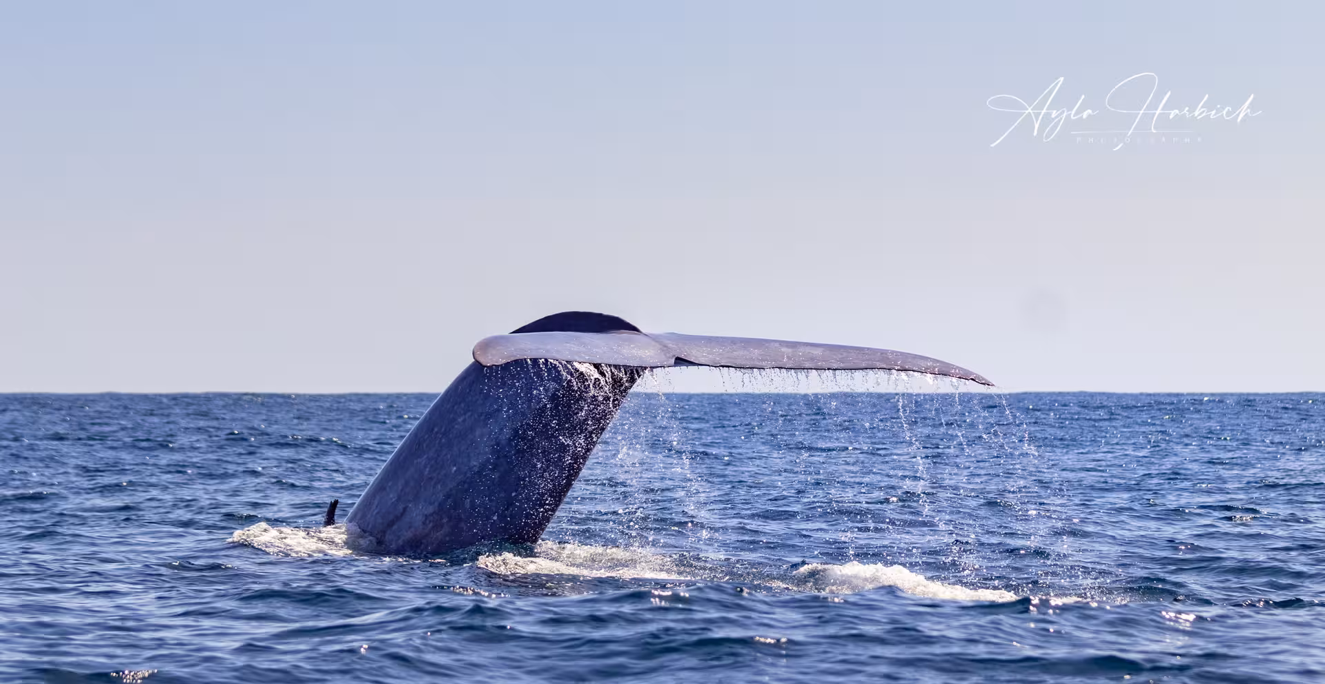 Whale tail fluke diving in open ocean on half-day whale and dolphin watching tour, perfect for wildlife photography
