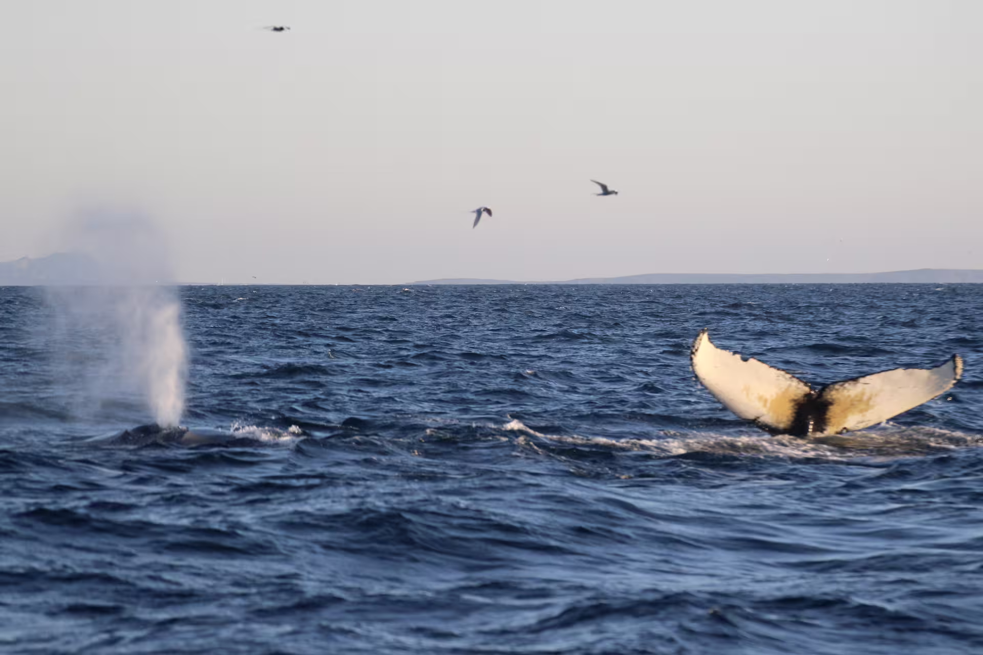 Humpback whale tail fluke rising from ocean with blow spout and seabirds near Reykjavik Iceland