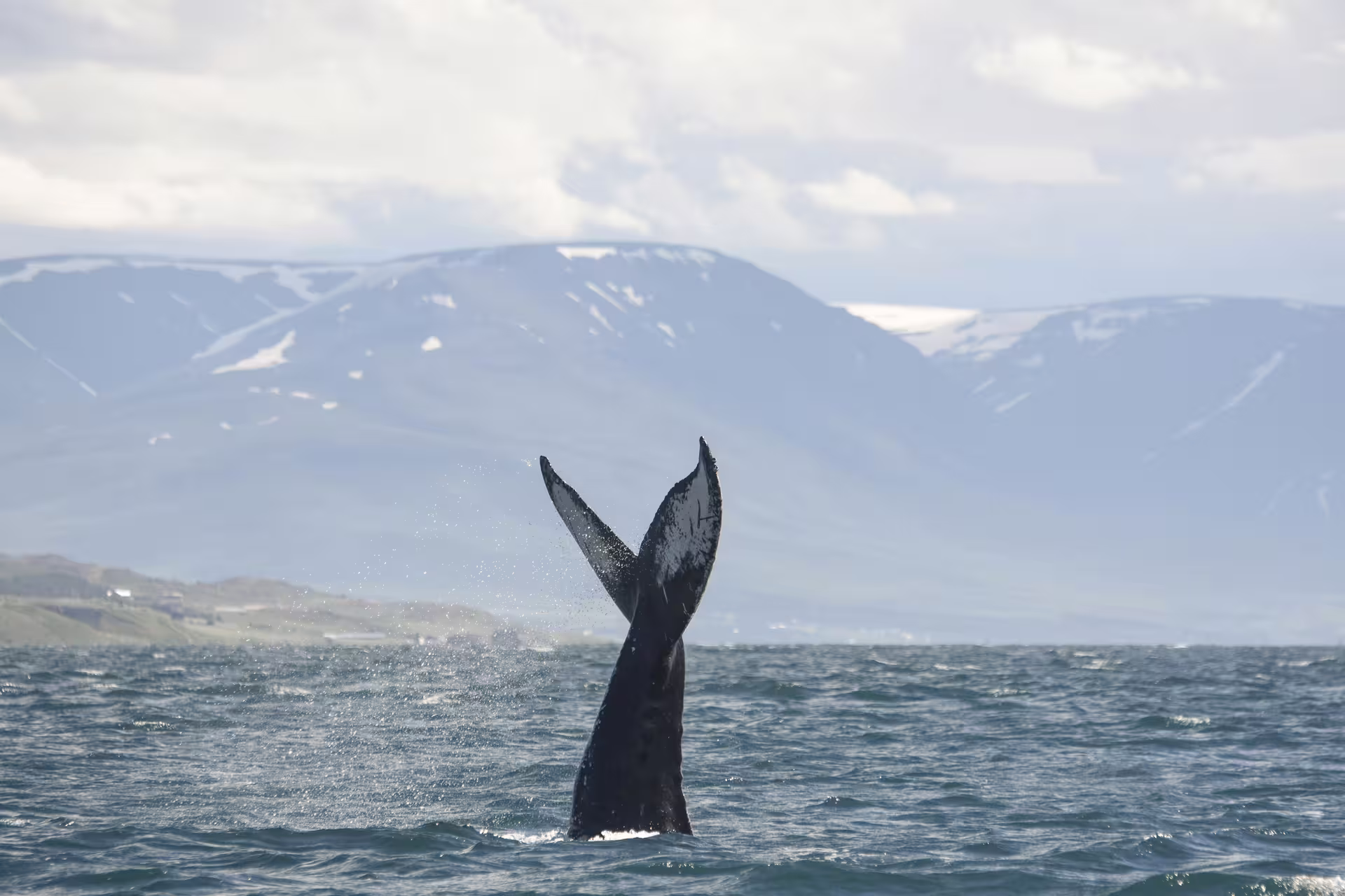 Humpback whale tail fluke rising from Eyjafjord waters with snow-capped mountains in Akureyri background