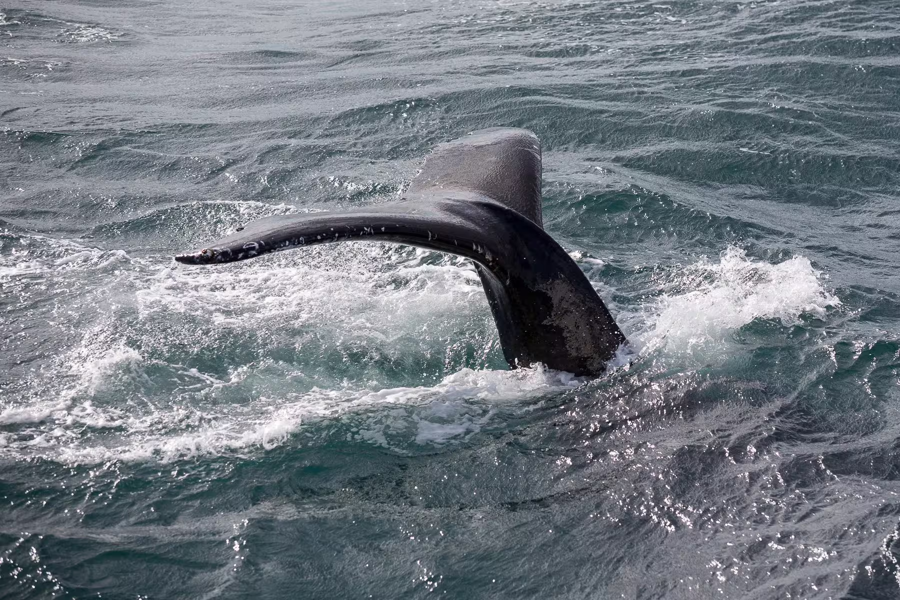 Humpback whale tail fluke rising above choppy ocean waters during whale watching tour in Faxafloi Bay