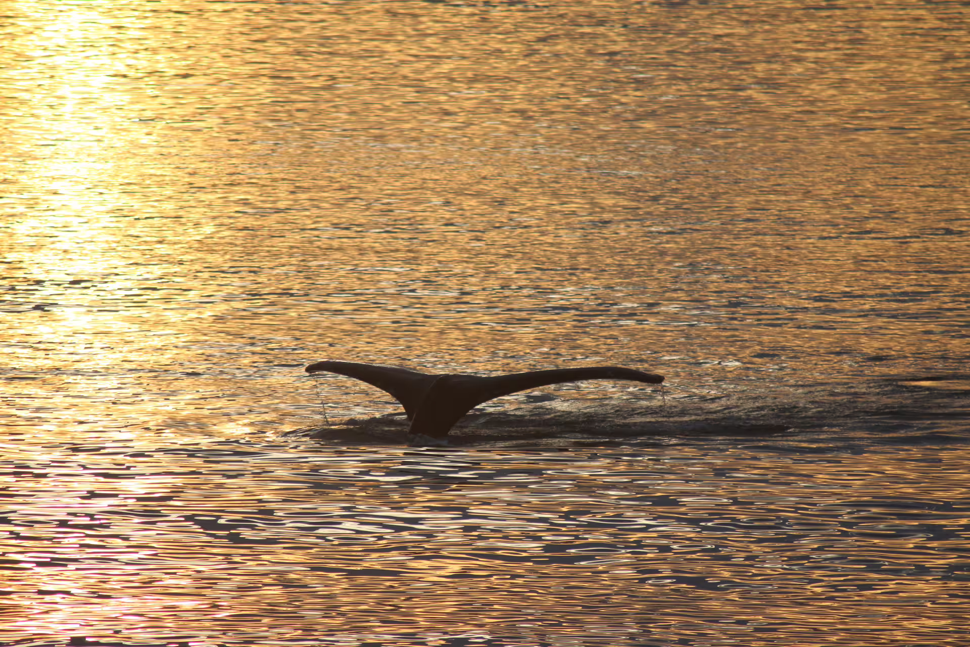 Whale tail fluke silhouetted against golden sunset reflections on calm ocean water in Akureyri
