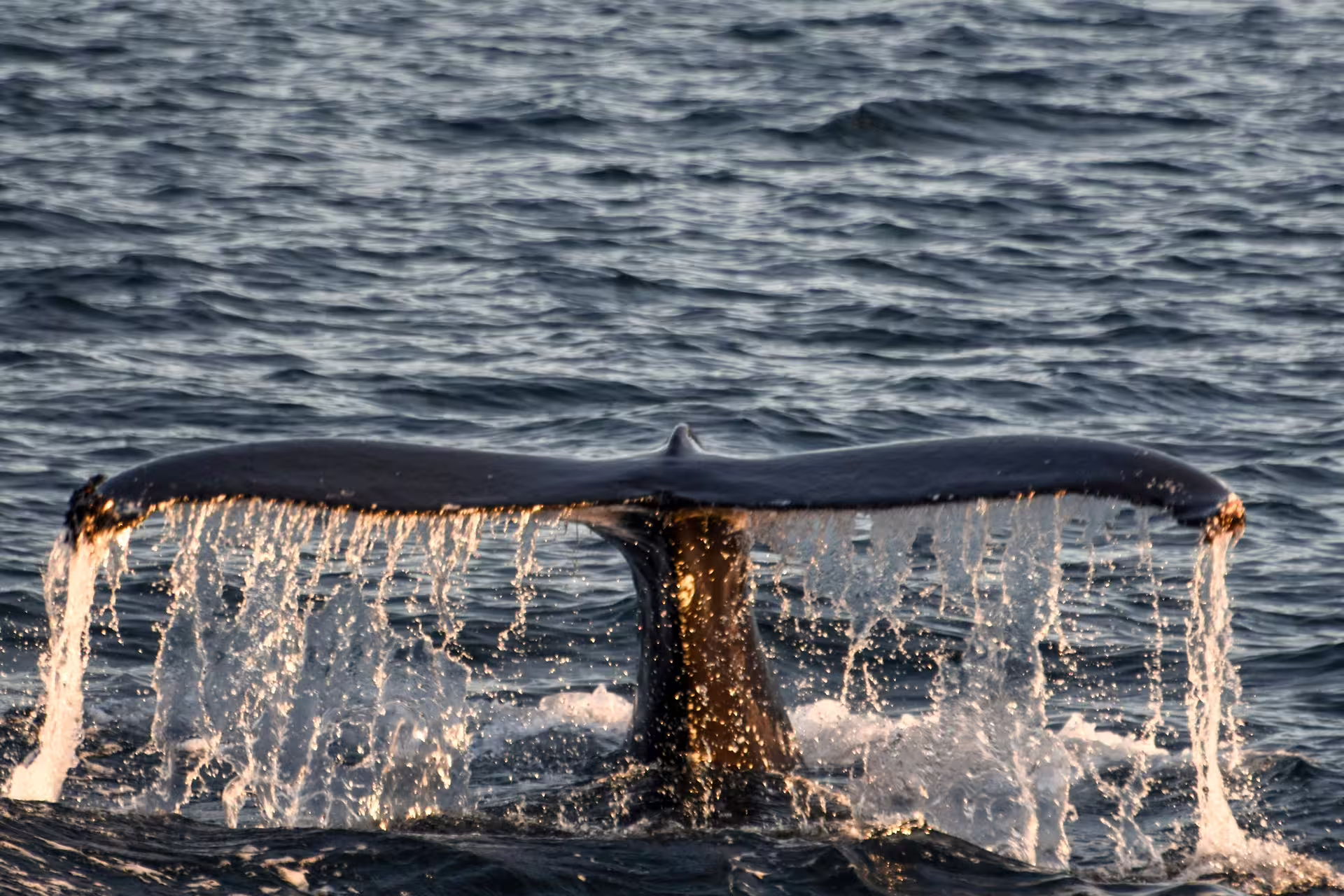 Whale tail fluke rising above the ocean surface with water cascading down during midnight sun whale watching tour in Akureyri