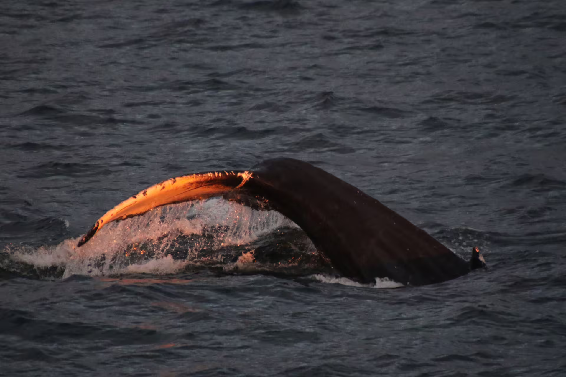 Humpback whale tail fluke emerging from ocean waters glowing in golden midnight sun light in Akureyri