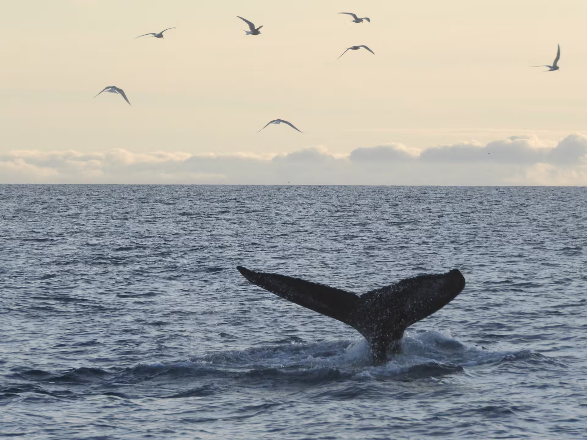 Humpback whale tail fluke rising from ocean with seagulls flying overhead during Reykjavik whale watching tour