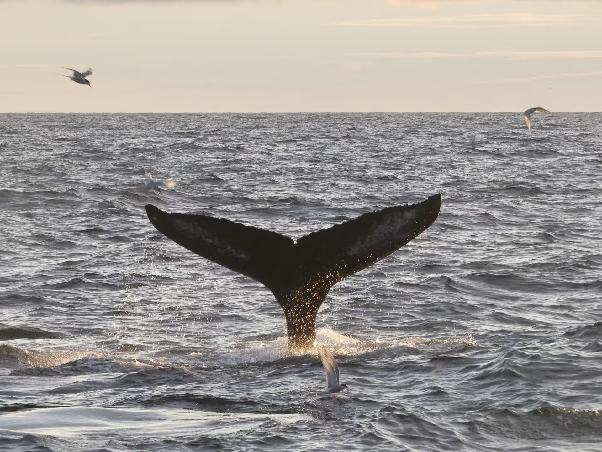 Humpback whale tail fluke rising from ocean with seagulls flying overhead during midnight sun in Iceland