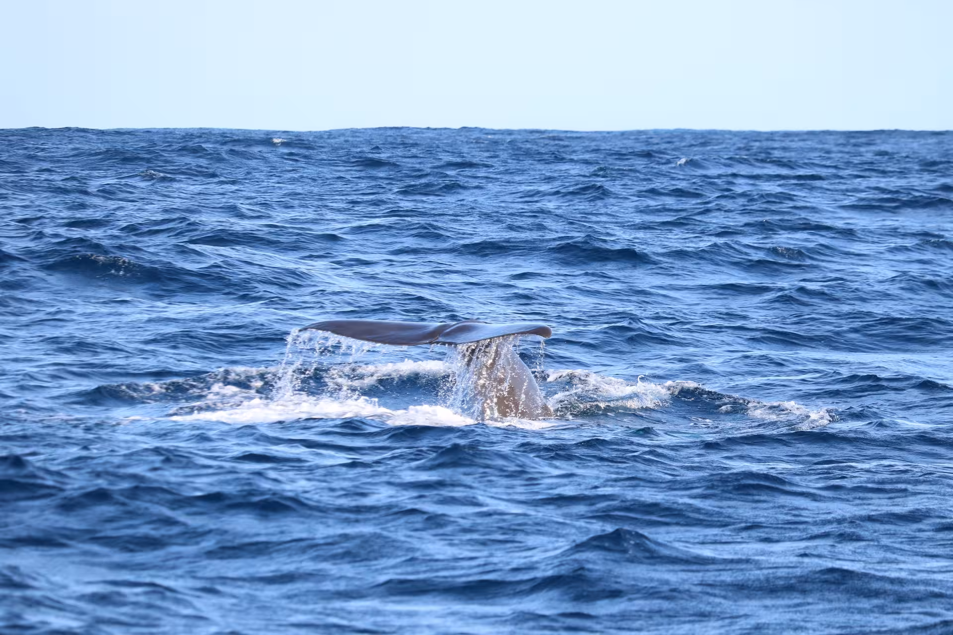 Whale tail fluke splashing above the ocean on a half-day whale and dolphin watching boat trip