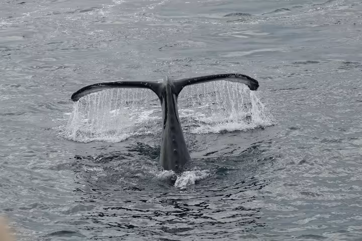 Humpback whale tail fluke rising above the ocean surface during a Reykjavik whale watching tour