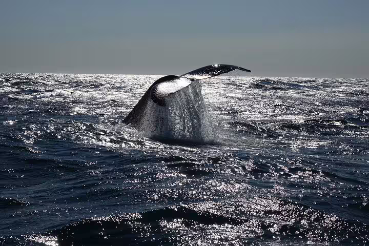 Humpback whale tail fluke rising above choppy ocean waters during whale watching cruise