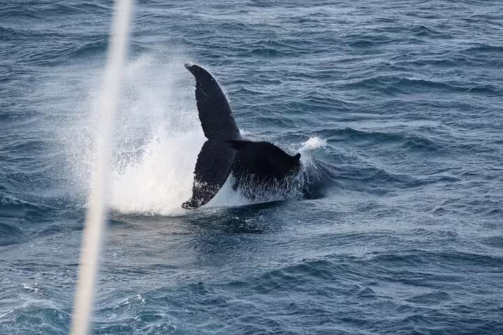 Humpback whale tail fluke splashing above ocean surface during Reykjavik whale watching cruise