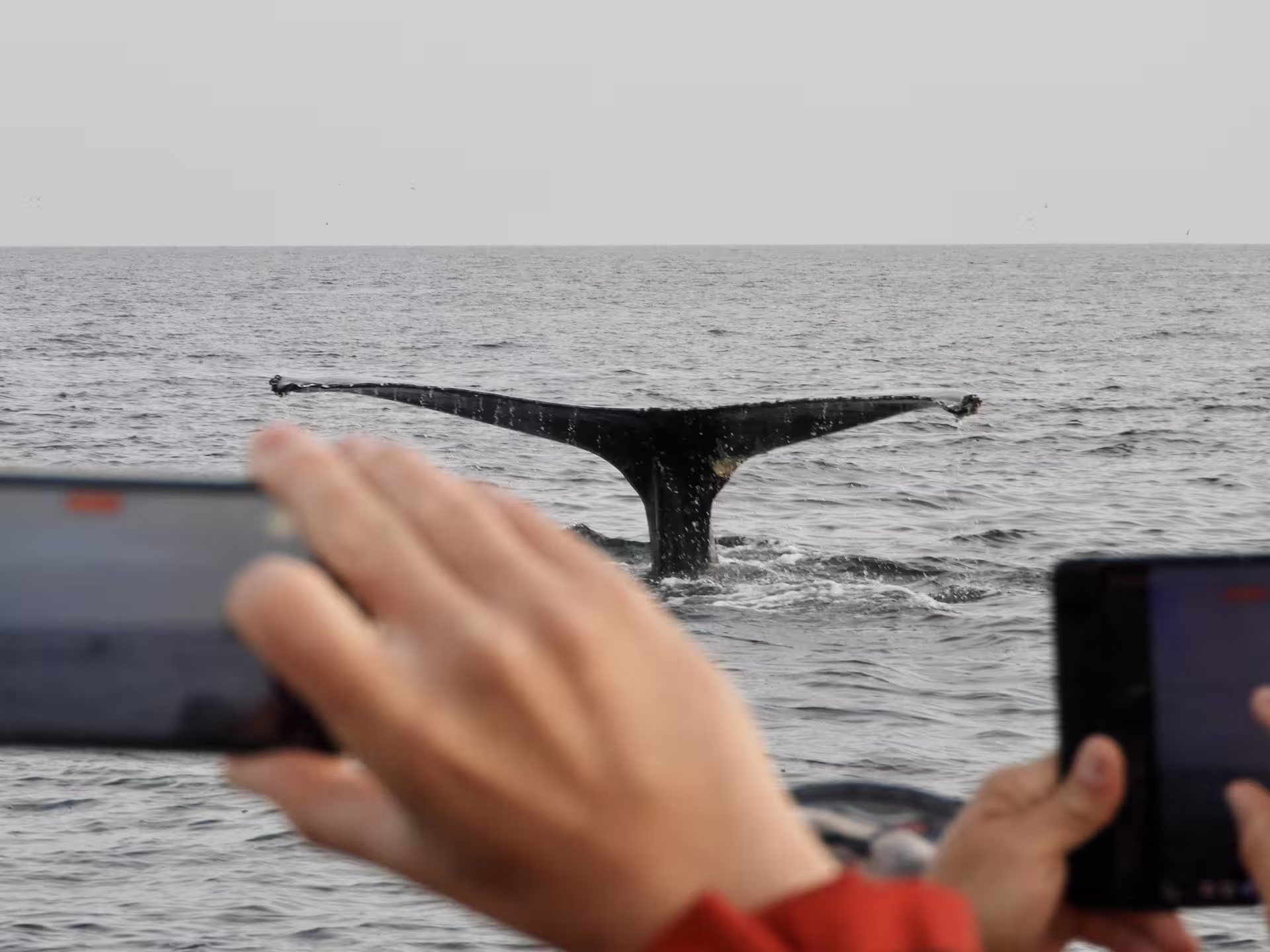 Whale tail fluke rising from ocean surface during whale watching boat tour in Reykjavik