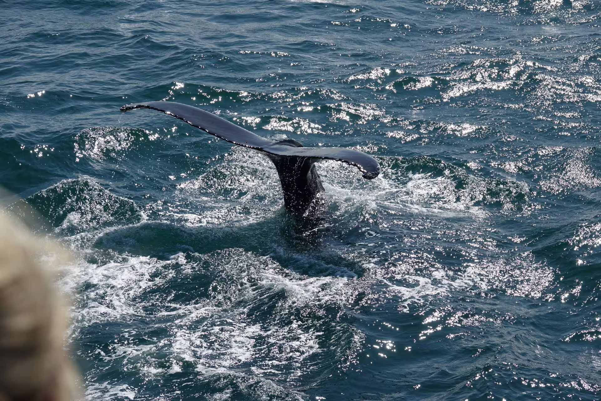 Whale tail fluke rising above the ocean surface near Reykjavik during whale watching tour