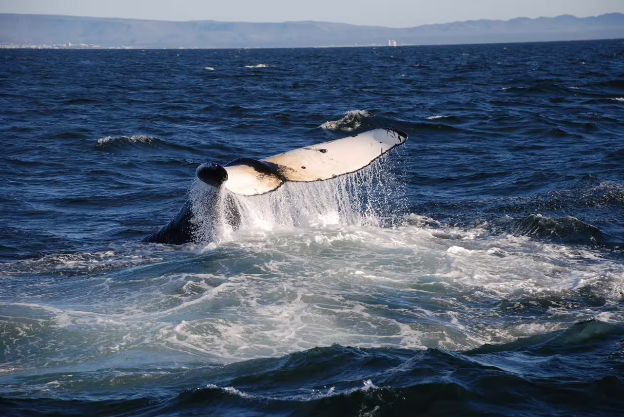 Humpback whale tail fluke rising above ocean surface during whale watching tour near Reykjavik