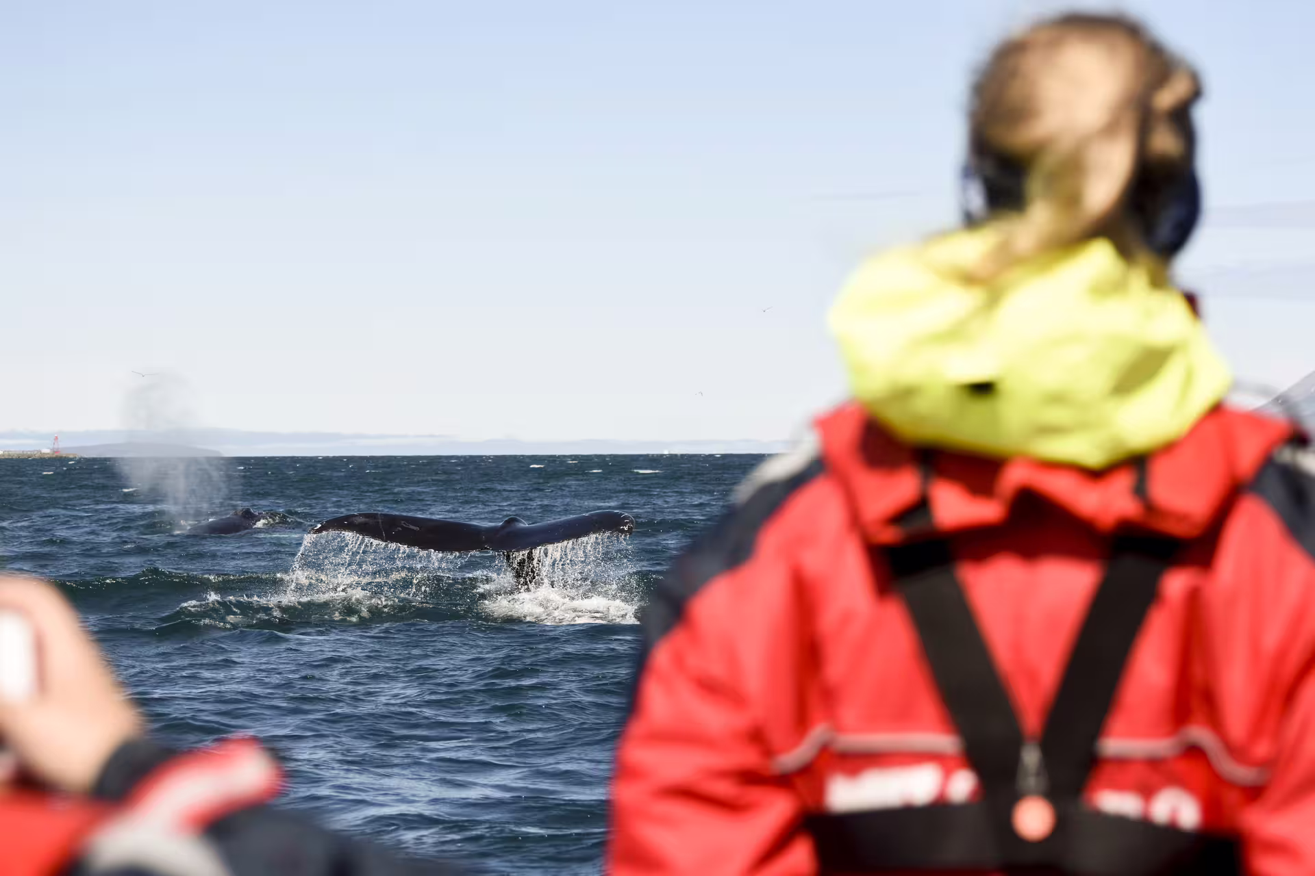 Whale tail fluking above ocean surface during whale watching RIB boat tour in Akureyri Eyjafjord